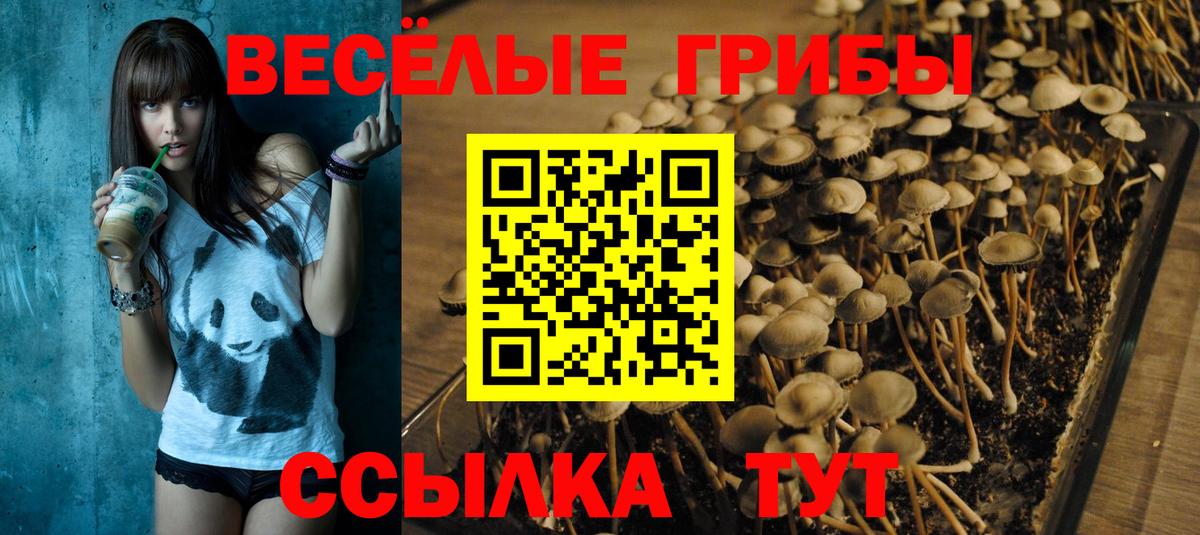 Галлюциногенные грибы Psilocybe  Вход с VPN  Псилоцибиновые грибы мицелий  Саяногорск 